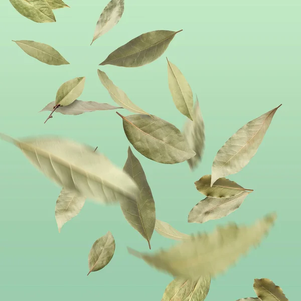 Dry Bay Leaves Falling Pale Light Green Gradient Background — Stock Photo, Image