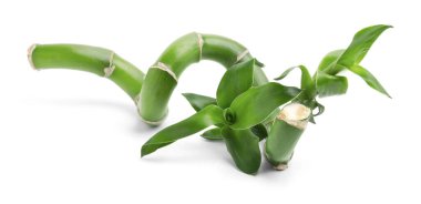 Beyaz arka planda güzel yeşil bambu sapı