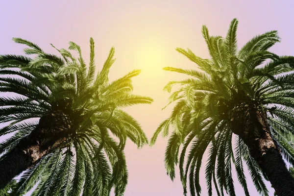 Güneşli Bir Günde Yeşil Yapraklı Güzel Palmiye Ağaçları Alçak Açılı — Stok fotoğraf