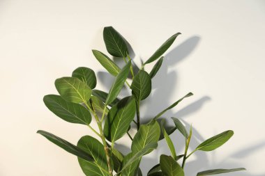 Beyaz duvarın yanında yeşil incir ağacı, yazı için yer var. Güzel ev bitkisi