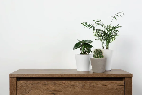 Molte Piante Appartamento Diverse Vaso Tavolo Legno Vicino Muro Bianco — Foto Stock