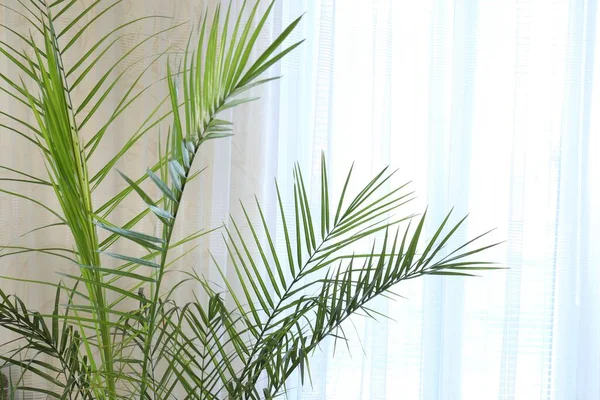 Krásná Palmová Rostlina Zelenými Listy Blízkosti Záclony Uvnitř Mezera Pro — Stock fotografie