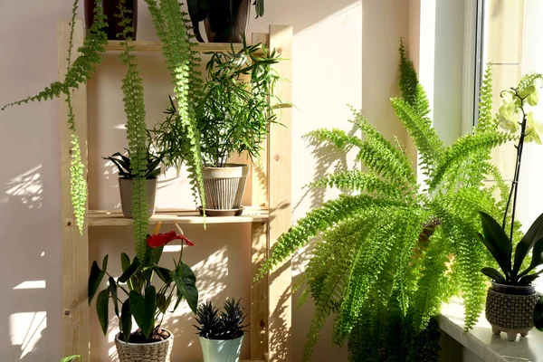 Pencere Kenarındaki Saksılarda Güzel Bitkiler Var Dekorasyonu — Stok fotoğraf