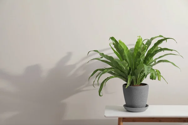 Plante Intérieur Pot Sur Table Près Mur Blanc Espace Pour — Photo