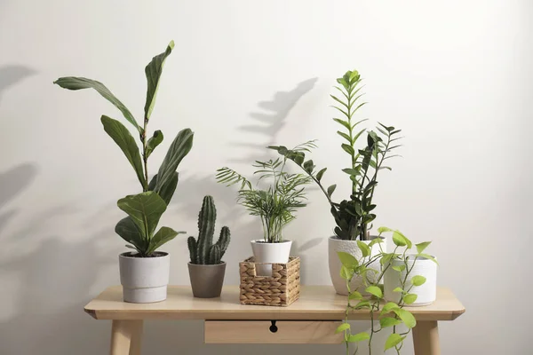 Grüne Zimmerpflanzen Töpfen Auf Holztisch Neben Weißer Wand — Stockfoto