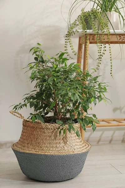 Houseplant Wicker Pot White Wall Indoors — Stok Foto