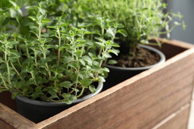 Ahşap sandıkta farklı aromatik saksılar, yakın plan.