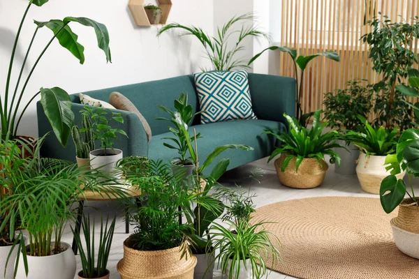リラックスした雰囲気 部屋のソファの近くに多くの異なる鉢植え — ストック写真