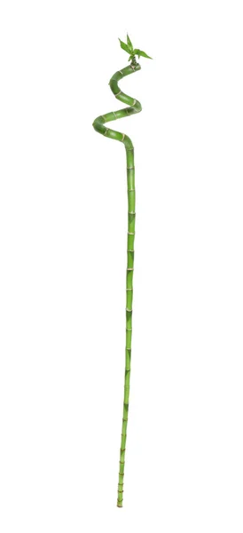 Beautiful Green Bamboo Stem White Background — Stock Photo, Image