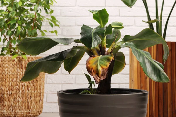 Planta Sala Vaso Com Folhas Danificadas Dentro Casa Close — Fotografia de Stock