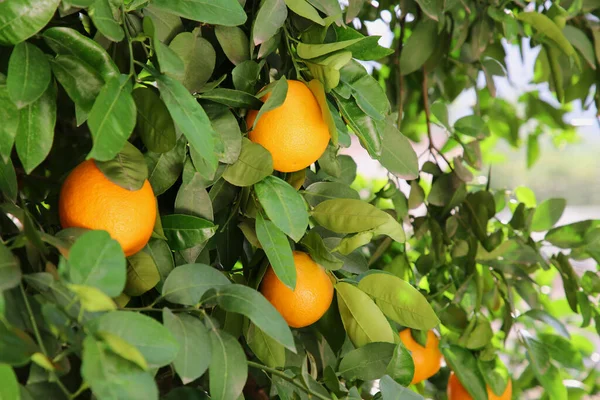 Fresh Ripe Oranges Growing Tree Outdoors — Fotografia de Stock