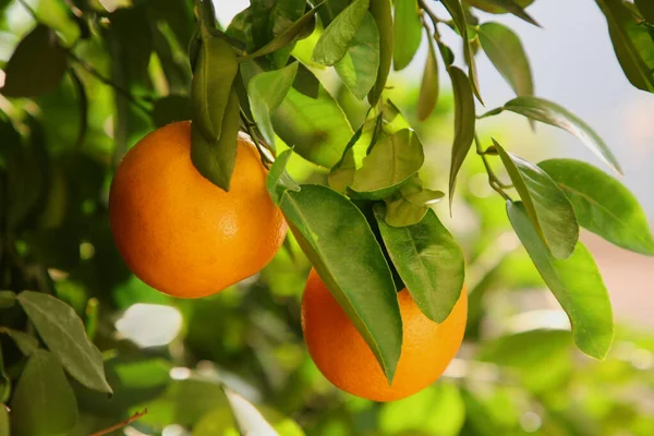 Frische Reife Orangen Die Sonnigen Tagen Baum Wachsen Nahaufnahme — Stockfoto