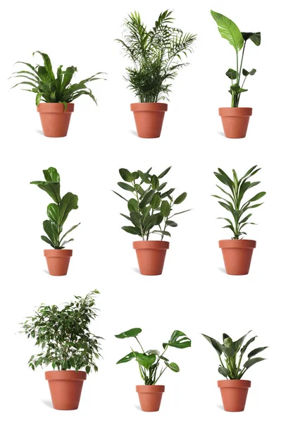 Κολάζ Διαφορετικά Φυτά Γλάστρας Λευκό Φόντο Διακόσμηση Σπιτιού — Φωτογραφία Αρχείου