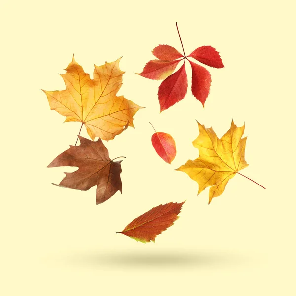 Different Autumn Leaves Falling Beige Background — Stock Photo, Image