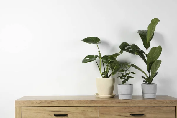 Many Different Houseplants Pots Wooden Chest Drawers White Wall Space — Stock Photo, Image