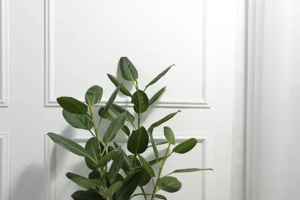 Ficus Verde Cerca Pared Blanca Espacio Para Texto Hermosa Planta —  Fotos de Stock