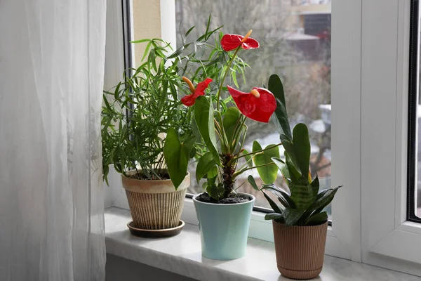 Krásné Pokojové Rostliny Květináčích Parapetu Uvnitř — Stock fotografie