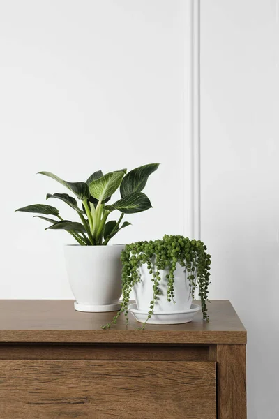 Belles Plantes Intérieur Vertes Pot Sur Une Table Bois Intérieur — Photo