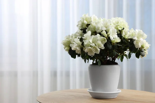 Beautiful Azalea Flowers Pot Wooden Table Indoors Space Text — Stock Photo, Image