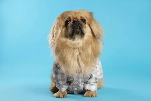 かわいいですPekingese犬でペット服上のライトブルーの背景 — ストック写真