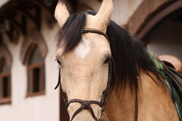 Kůň Sedlem Stáji Detailní Záběr Krásný Domácí Mazlíček — Stock fotografie