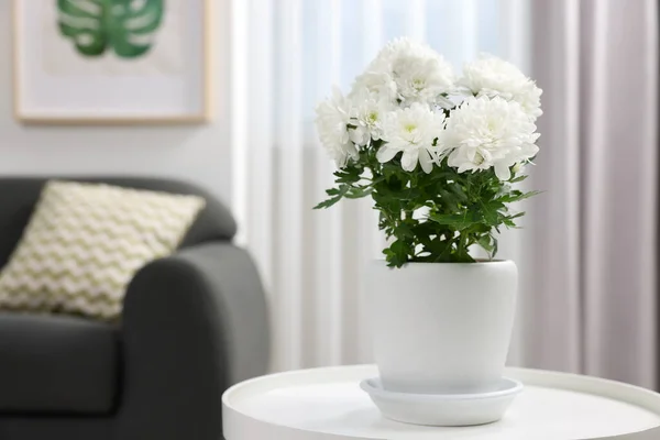 Schöne Chrysanthemenpflanze Blumentopf Auf Weißem Tisch Zimmer Platz Für Text — Stockfoto