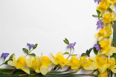 Güzel sarı nergisler ve beyaz arka planda menekşe çiçekleri, üst manzara. Metin için boşluk