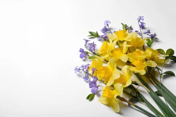 Hermosos Narcisos Amarillos Flores Perifollo Sobre Fondo Blanco Vista Superior —  Fotos de Stock