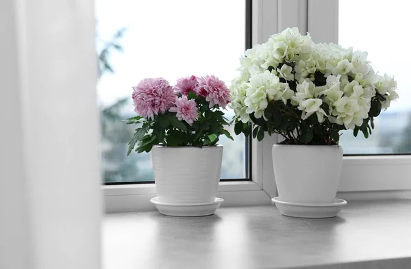 stock image Beautiful chrysanthemum and azalea flowers in pots on windowsill indoors