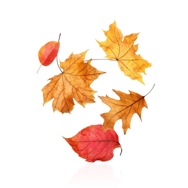 Different Autumn Leaves Falling White Background — Stock Photo, Image