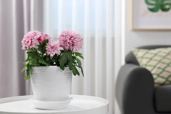 Indah Bunga Krisan Tanaman Pot Bunga Atas Meja Putih Kamar — Stok Foto