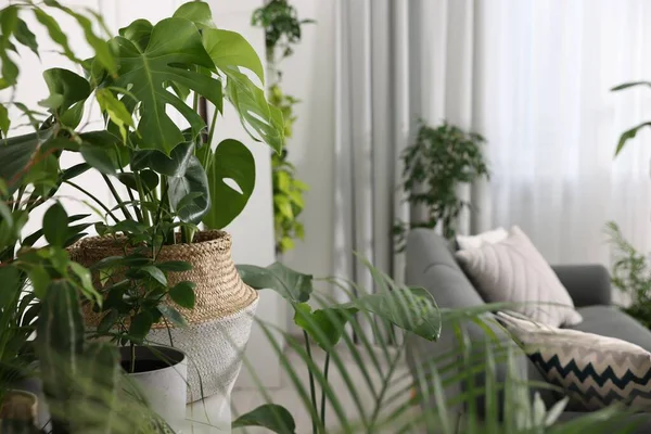 部屋に多くの美しい鉢植えの植物や家具 インテリアデザイン — ストック写真