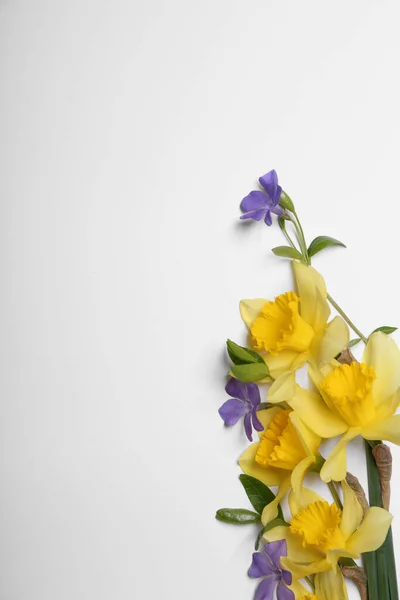 Hermosos Narcisos Amarillos Flores Perifollo Sobre Fondo Blanco Vista Superior — Foto de Stock