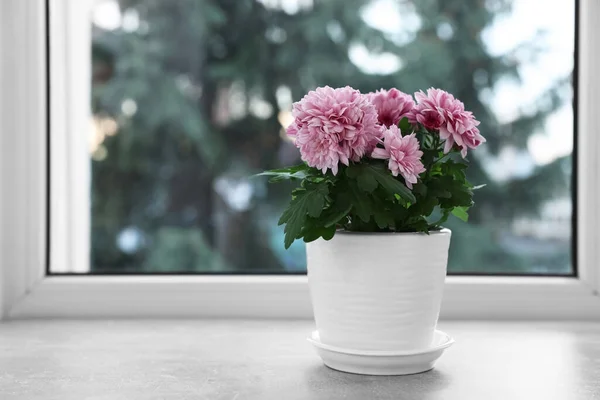 Schöne Chrysanthemenblüten Topf Auf Der Fensterbank Haus Raum Für Text — Stockfoto