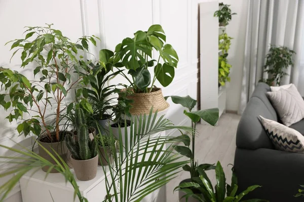 Viele Schöne Topfpflanzen Und Möbel Zimmer Innenarchitektur — Stockfoto