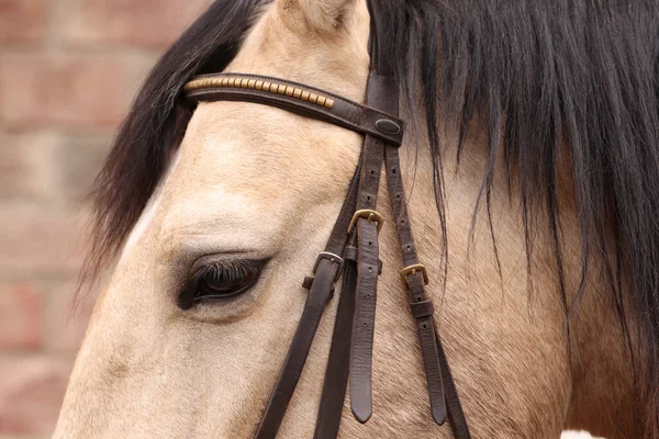 Schattig Paard Met Teugels Buiten Close Mooi Gedomesticeerd Huisdier — Stockfoto