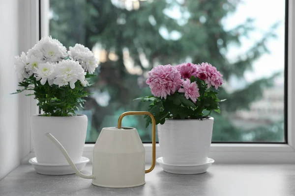Schöne Chrysanthemenblüten Töpfen Und Gießkanne Auf Der Fensterbank Haus — Stockfoto