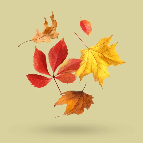 濃いベージュの背景に落ちるさまざまな秋の葉 — ストック写真