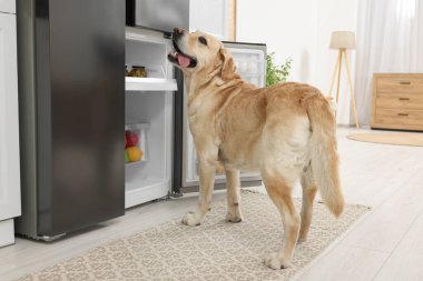 Mutfaktaki açık buzdolabının yanında şirin Labrador Retriever.