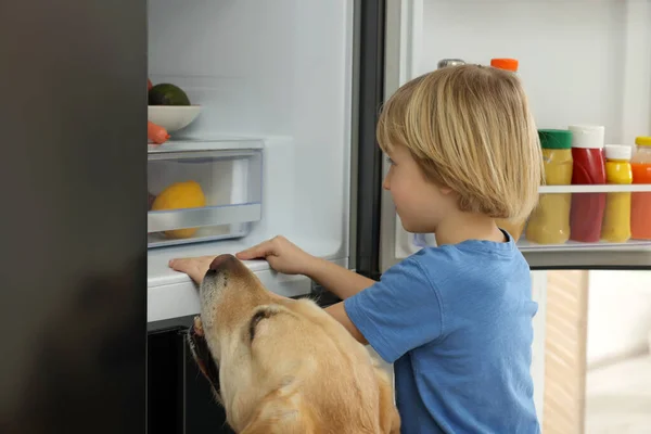 Kisfiú Aranyos Labrador Retriever Keres Élelmiszer Hűtőszekrényben Beltéri — Stock Fotó