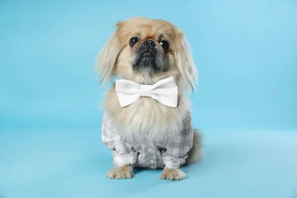 かわいいですPekingese犬でペット服上のライトブルーの背景 — ストック写真
