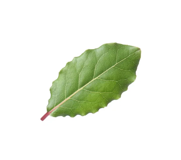 One Fresh Bay Leaf Isolated White — Stock Photo, Image