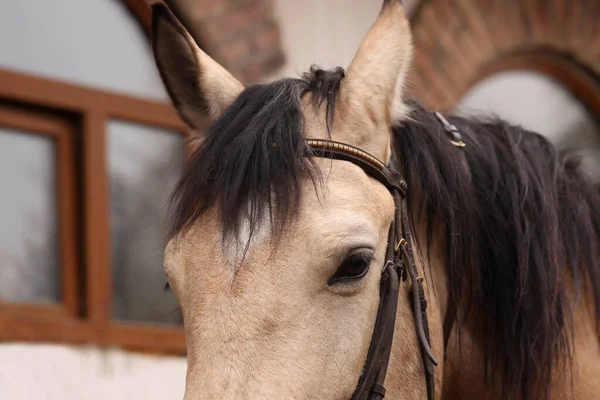 Rozkošný Kůň Uzdami Venku Detailní Záběr Krásný Domácí Mazlíček — Stock fotografie