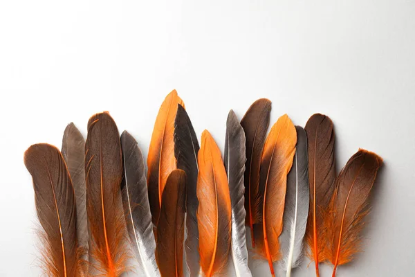 Many Different Bird Feathers White Background Flat Lay — Stock Photo, Image