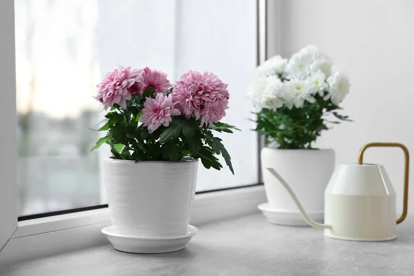 stock image Beautiful chrysanthemum flowers in pots and watering can on windowsill indoors