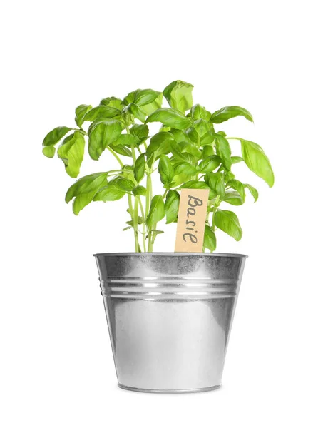 Basilico Verde Con Etichetta Vaso Isolato Bianco — Foto Stock