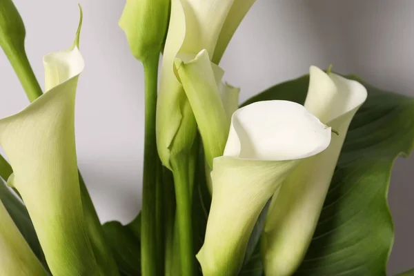 Schöne Calla Lilie Blumen Auf Weißem Hintergrund Nahaufnahme — Stockfoto