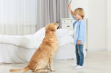 Evde Golden Retriever 'ı eğiten sevimli küçük bir çocuk. Sevimli hayvan.