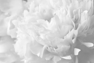 Arka plan olarak güzel beyaz şakayık çiçeği, yakın plan