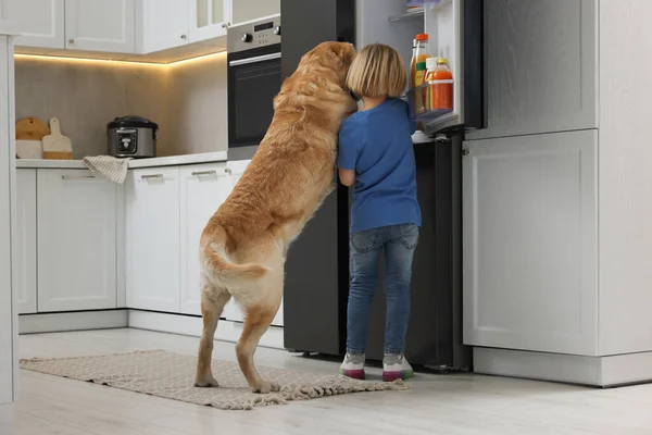 Menino Bonito Labrador Retriever Procura Comida Geladeira Cozinha Vista Traseira — Fotografia de Stock